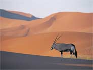 an oryx antelope in the desert